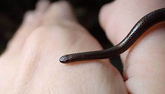 A Barbados threadsnake, the world’s smallest known snake, slithers across a human hand. — AFP/File