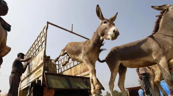 Chinese companies seek licences to export donkey meat from Pakistan