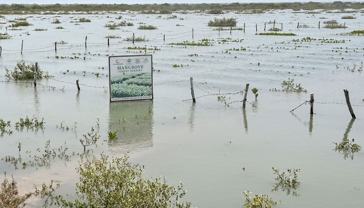 A general view shows newly planted mangroves in Keti Bandar town of Thatta district near the Indus delta on June 25, 2025. — AFP