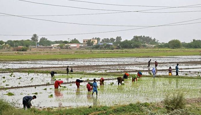 Labourers cultivate a paddy field in the Garho district of Thatta on June 25, 2025. — AFP