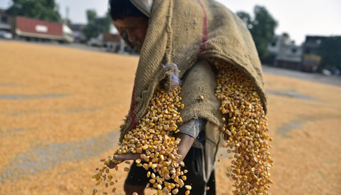 A worker dries maize kernels at a wholesale grain market in Jalandhar on August 7. — AFP