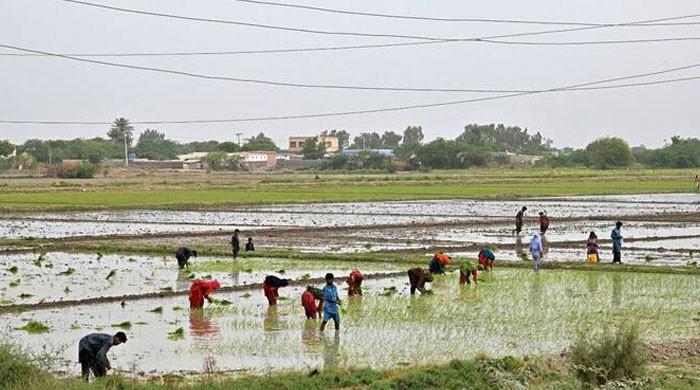 Digital agricultural census shows 17,000 farmers owning 100 acres or more