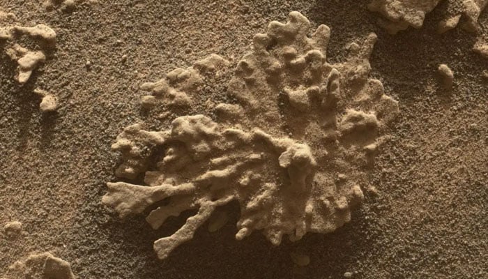 This undated image shows a rock formation on Mars that closely resembles coral. — Nasa/JPL-Caltech/MSSS