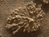 Nasa's Curiosity rover finds billion-year-old 'coral' rock on Mars