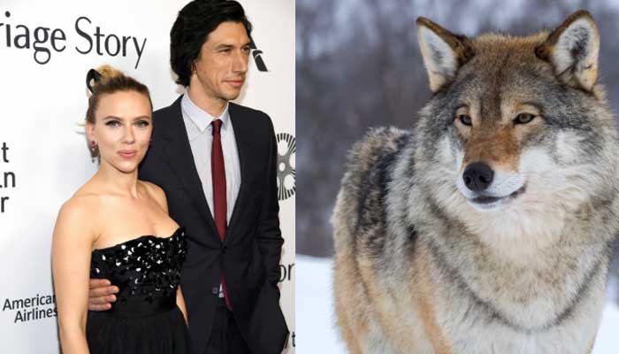 Adam Driver and Scarlett Johansson