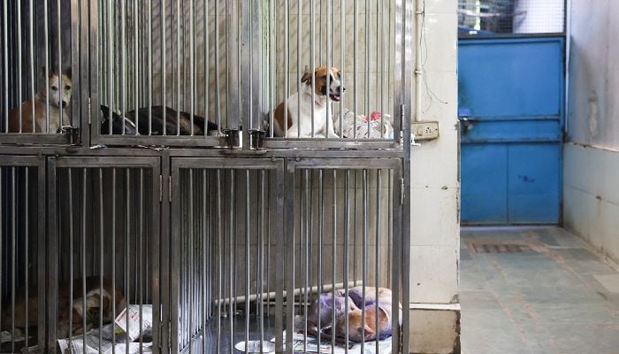 Rescued dogs are kept inside cages at Friendicoes SECA, a local animal welfare NGO in New Delhi, India, August 12, 2025. — Reuters