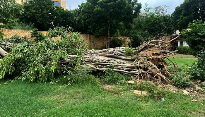 150-year-old banyan tree collapses at Qasr-e-Naz after heavy rainfall lashes city. — Reporter