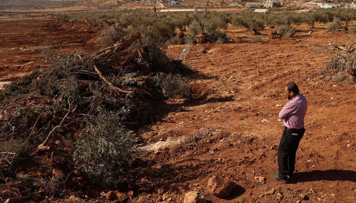 A Palestinian man looks at olive trees uprooted by Israeli soldiers using a bulldozer in the occupied West Bank village of Al-Mughayyir, north of Ramallah, on August 24, 2025.— AFP