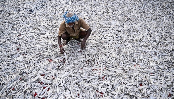 A fisherman lays his fish for dry after a fresh catch early morning at the Kasimedu fishing harbour in Chennai on August 25, 2025. — AFP
