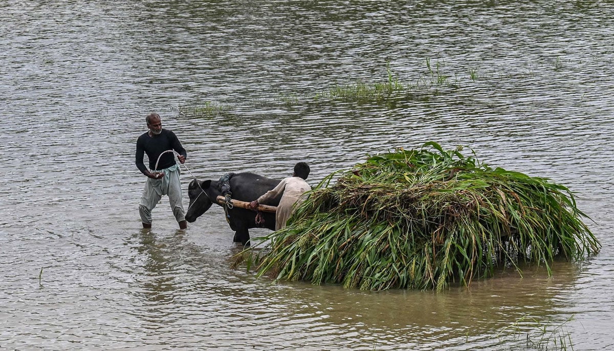Villages submerged, rescue underway as Punjab reels under deluge 22 Farmers transport a heap of crops on a buffalo cart after heavy rainfall in the flood-affected area of Kasur district in Punjab in this image released on August 27, 2025. — AFP