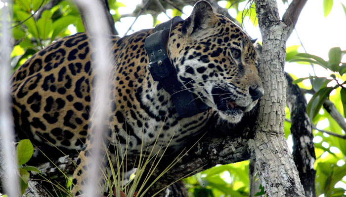 A jaguar wears a monitoring collar in Calakmul, Mexico, where the population has increased significantly in recent years, but the largest feline in the Americas remains at risk of extinction, according to the National Alliance for Jaguar Conservation (ANCJ), in this handout distributed on August 25, 2025. —Reuters