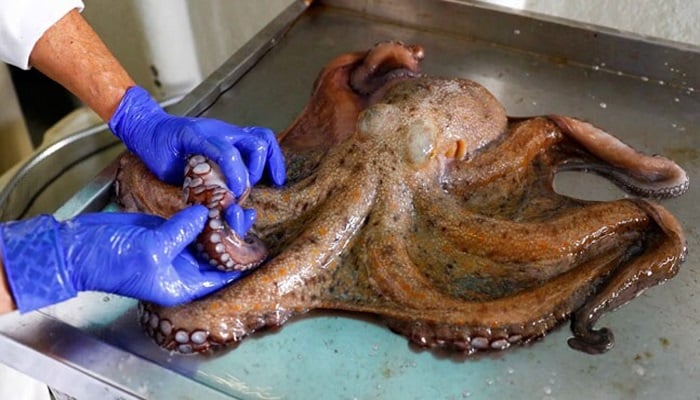 A technician at the Spanish Oceanography Institute in Santa Cruz de Tenerife weighs an octopus.—Reuters