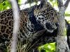 Mexico's jaguar population is up 30% since 2010, but still at risk