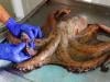Tentacles tighten grip as octopus invasion sinks Britain's shellfish trade