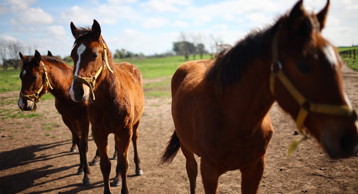 Polo horses typically are eased into the saddle at age two, and begin learning the sport a year or two later. But the future of these GE horses is on hold for now. — Reuters