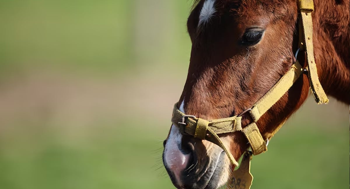The foals appear completely ordinary, but their birth late last year has kicked up a controversy in the genteel world of Argentine polo. — Reuters