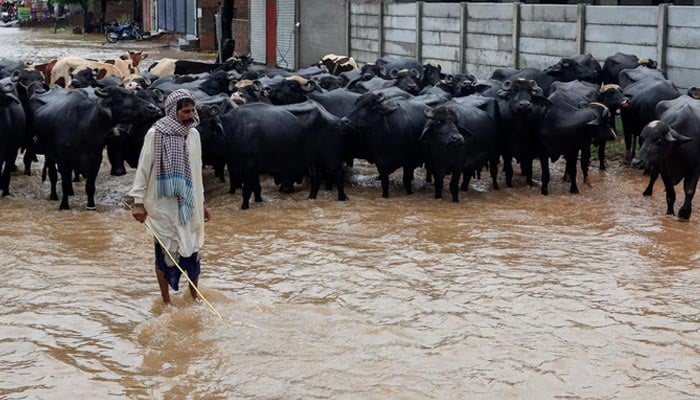 A man takes care of his herd of buffaloes along a flooded road, following monsoon rains and rising water levels of the Chenab River, in Sialkot district of Punjab, August 27, 2025. — Reuters