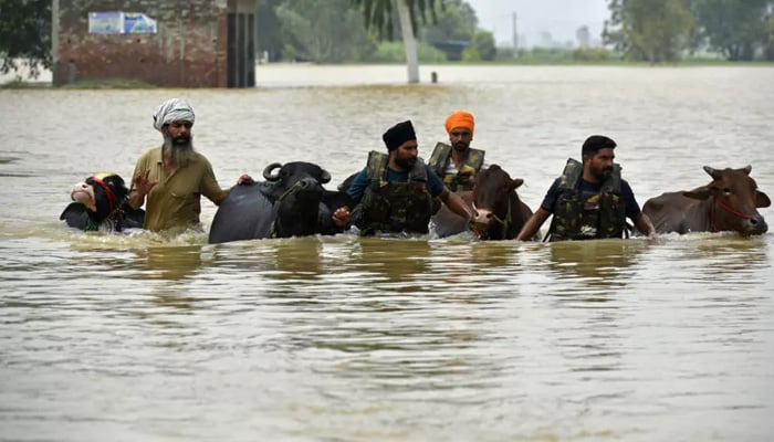 Rescue workers wade through water with villagers and their cattle stranded in flood-hit areas. — AFP