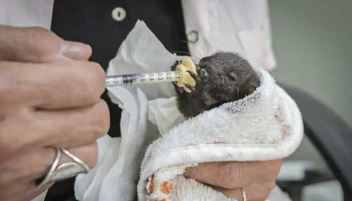 A member of the group feeds a baby squirrel. — AFP
