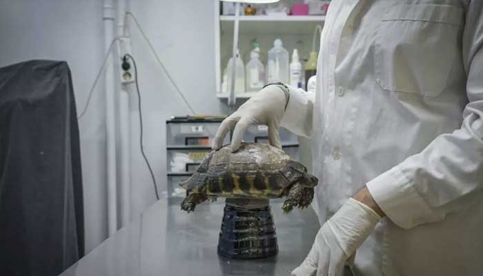 A member of Greek wildlife protection group Anima treats a turtle burned in a forest fire. — AFP