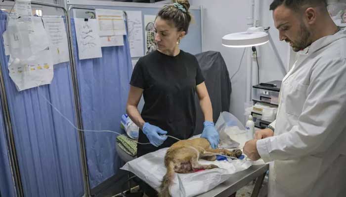 Roasted alive: Greek wildlife suffers as climate changes