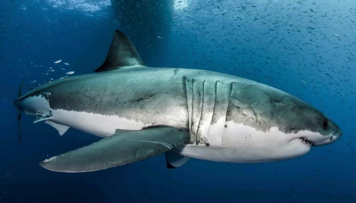 A great white shark is seen in the waters near Guadalupe Island off the coast of Mexico in this 2012 handout photo obtained by Reuters February 18, 2019. — Reuters