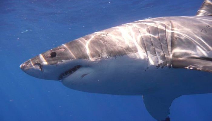 Representational image shows a Great White shark pictured in the Eastern North Pacific in this undated handout photograph courtesy of Kevin Weng, University of Hawaii. — Reuters