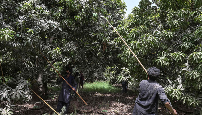 Labourers pluck mangoes from trees at a farm on the outskirts of Hyderabad in Pakistan´s southern Sindh province on May 31, 2025.— AFP