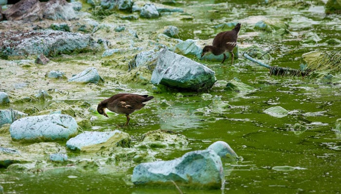 Birds feed on the shore of Lough Neagh covered in Blue-green algae, in Northern Ireland, on August 22, 2025.— AFP