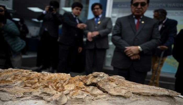 A complete petrified skeleton of an ancestor of modern porpoises dating back more than 10 million years is unveiled at the Geological, Mining, and Metallurgical Institute (INGEMMET) in Lima on September 17, 2025.—AFP