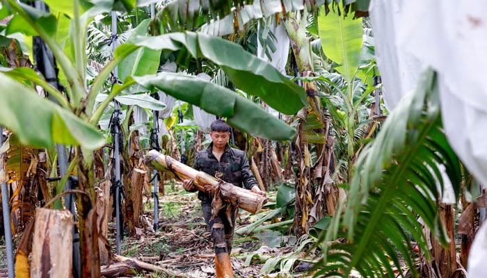 A worker carries the middle section of a banana plant, known as the pseudostem, to be turned into materials for fabric, in Pingtung, Taiwan, August 20, 2025. — Reuters