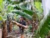 Bananas? Taiwan entrepreneur wants to make clothes out of plant material