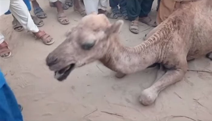 This picture shows a female camel in Sukkur, crying in pain after being brutally tortured by a landowner. — Facebook/ CDRS/screengrab