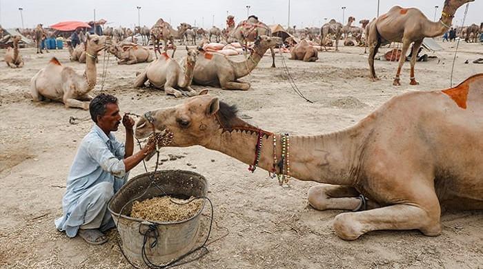 Sukkur feudal lord tortures, cripples young camel over alleged trespass for water