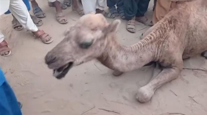 Sukkur feudal lord tortures, cripples young camel over alleged trespass for water