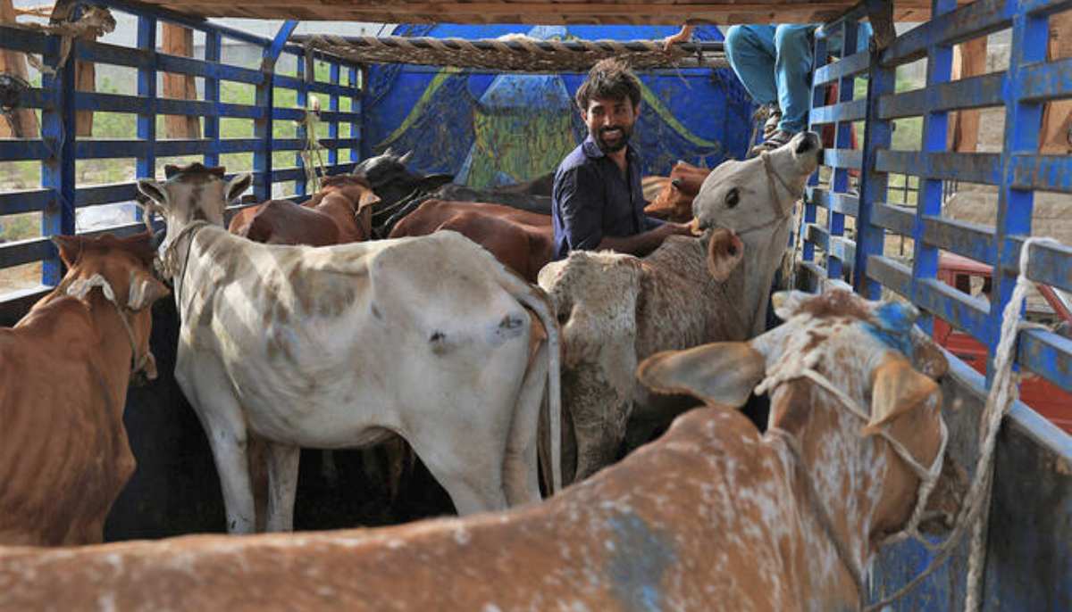 A man unloads sacrificial bulls for sale from a truck, at a cattle market, ahead of Eid ul Adha celebrations, in Karachi on May 30, 2025. — Reuters