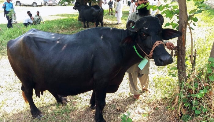 Representational image shows a buffalo at an auction in Islamabad. — AFP