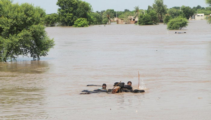 Residents guide their buffaloes in a flooded area following monsoon rains and rising water levels of the Chenab River, on the outskirts of Multan, Punjab province, Pakistan, September 4, 2025. — Reuters