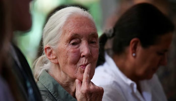 British primatologist, ethologist and anthropologist Jane Goodall reacts during a talk with the members of A Universe of Children at the School of Administration, Finance and Technological Institute (EAFIT) in Medellin, Colombia, August 23, 2024.—Reuters