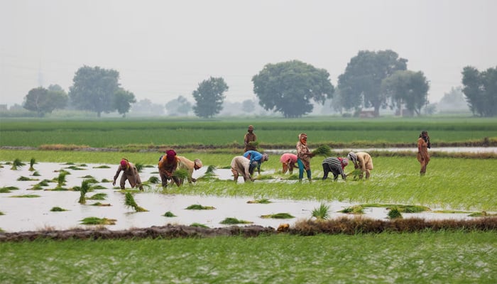 Women farmers plant rice saplings in the field in Muridke, Sheikhupura District in Punjab August 12, 2025. — Reuters