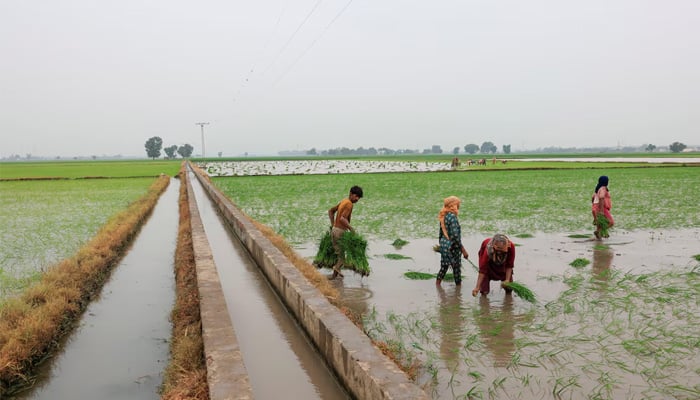 Farmers plant rice saplings in field in Muridke, Sheikhupura District in Punjab, August 12, 2025. — Reuters