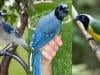 Jay-Z of birds: Blue and green jays make a marvel of nature