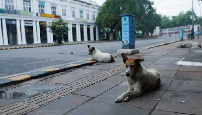Stray dogs sit on a deserted street, on the day of the G20 summit in New Delhi, India, September 9, 2023. —Reuters
