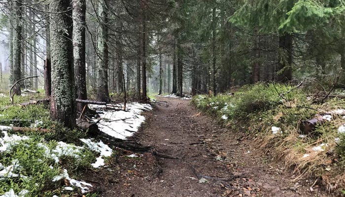 A view shows a forest owned by Ingka Investments, the investment arm of Ingka Group, the largest IKEA retailer, in this handout taken in an undisclosed location in Latvia in 2019 and obtained by Reuters on January 26, 2023. — Reuters