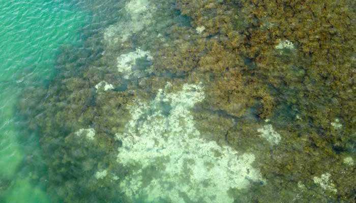 A drone view shows bleached corals on the reef at the Costa dos Corais, in Japaratinga, in the State of Alagoas, in Brazil, April 16, 2024. — Reuters