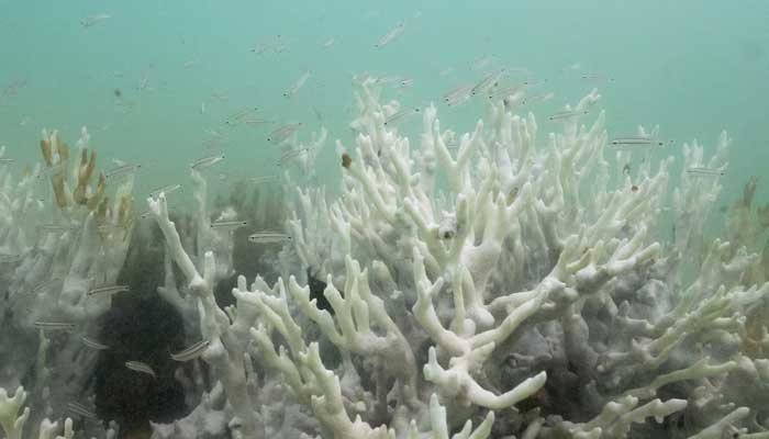 Bleached coral is seen in a reef at the Costa dos Corais in Japaratinga in the state of Alagoas, Brazil April 16, 2024. — Reuters