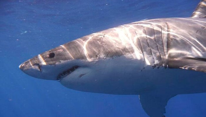 A Great White shark is pictured in the Eastern North Pacific in this undated handout photograph courtesy of Kevin Weng, University of Hawaii. — Reuters
