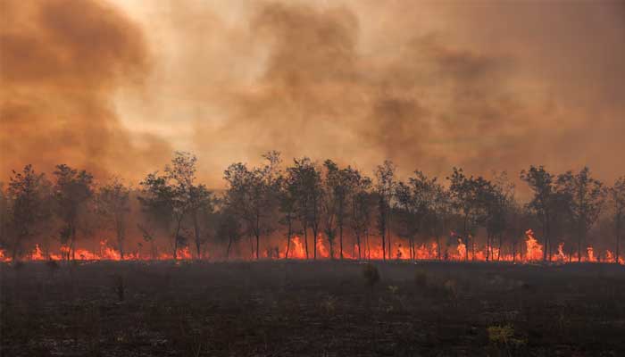 lames and smoke rise from a line of trees as a wildfire burns at the Dadia National Park on the region of Evros, Greece, September 1, 2023. — Reuters