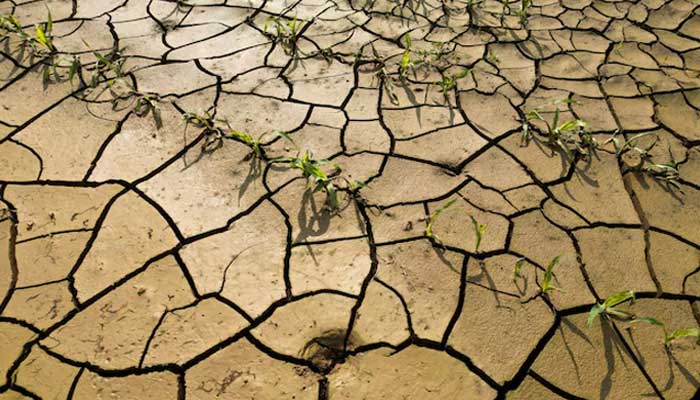 A view of a corn field in Les-Rues-des-Vignes near Cambrai as the risk of drought continues across France, June 26, 2023. — Reuters