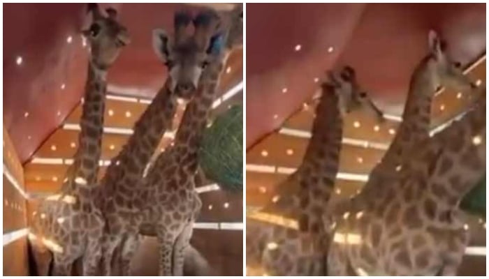 The screengrab shows pair of giraffe being transported to Lahore Zoo on Oct 18, 2025.— X/@Maryam Nawaz Sharif